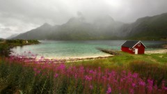 Landscapes Norway Wildflowers lofoten