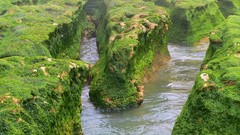 Landscapes ocean seaweed