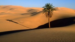 Landscapes palm trees Sahara Desert deserts sand dunes