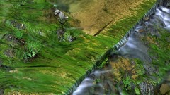 Landscapes patterns Algae forests West