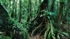 Landscapes Rainforest belize