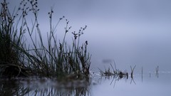 Landscapes reed nature lakes