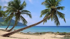 Landscapes sand palm trees Beaches virgin islands