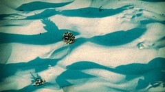 Landscapes sand pinecones