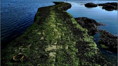 Landscapes Sea France moss Photographers artwork James Lapett