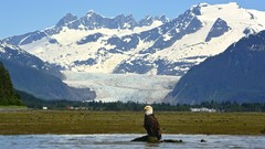 Landscapes Sea nature Mountains Alaska Eagles mendenhall glacier