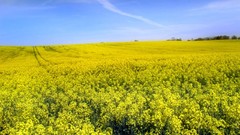Landscapes seeds yellow flowers