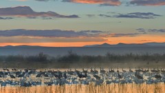 Landscapes snow Cranes geese apache new mexico wildlife National
