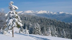 Landscapes snow forests trail