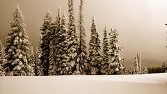 Landscapes snow Trees snow