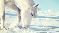 Landscapes snow winter Animals Horses eating White Horse