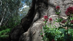 Landscapes south australia