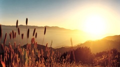 Landscapes spikelets