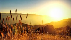 Landscapes spikelets