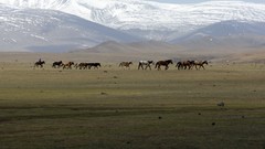 Landscapes steppe Animals hills Horses mongolia ponies plains