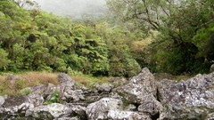 Landscapes stones fog Trees forests Alexander Pohl La reunion
