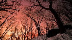 Landscapes stones Trees snow heaven area praise the sun