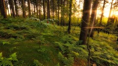 Landscapes sunrise nature Trees Green forests Grassland