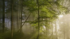 Landscapes sunrise nature Trees morning forests dawning