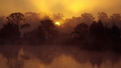 Landscapes sunrise Trees jungle South Carolina rivers