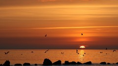 Landscapes sunset Birds Beaches waterscapes