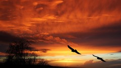 Landscapes sunset Birds orange sky