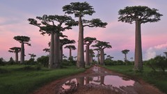 Landscapes sunset leaves nature Trees evening baobab Africa 