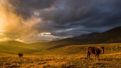 Landscapes sunset nature Animals clouds hills Horses skies hk 