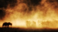 Landscapes sunset nature Animals dust silhouettes sunlight 