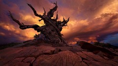 Landscapes sunset nature Trees clouds rider The Tempest