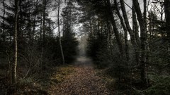 Landscapes sunset nature Trees paths autumn leaves forests