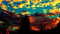 Landscapes sunset nature Trees sun blue clouds black and white 