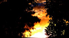 Landscapes sunset nature Trees sun clouds black and white 