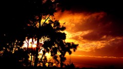 Landscapes sunset nature Trees sun clouds black and white 