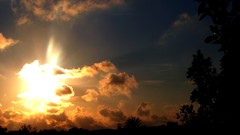Landscapes sunset nature Trees sun clouds black and white 