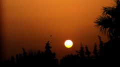 Landscapes sunset nature Trees sun clouds black and white 