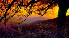 Landscapes sunset Trees dusk shenandoah