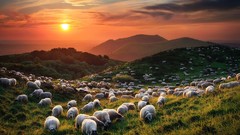 Landscapes sunset Trees grass yellow clouds red hills white 