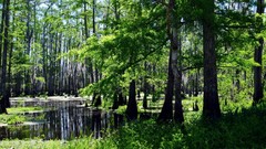 Landscapes swamps forests