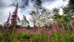 Landscapes tasmania 3D renders