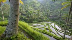 Landscapes terrace palm trees