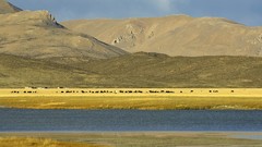 Landscapes Tibet yak
