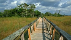 Landscapes trail Florida national park boardwalk mahogany