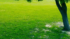 Landscapes Tree Shades