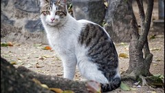 Landscapes Trees Animals cats Japan Asia feline David Panevin