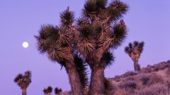 Landscapes Trees California national park moonrise Death Valley 