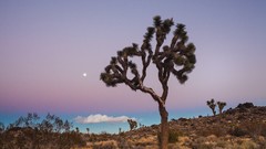 Landscapes Trees clouds California USA joshua tree national 