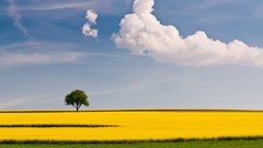 Landscapes Trees clouds horizon fields yellow field