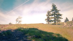 Landscapes Trees clouds shadows plains evergreens