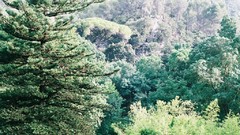 Landscapes Trees forests evergreens